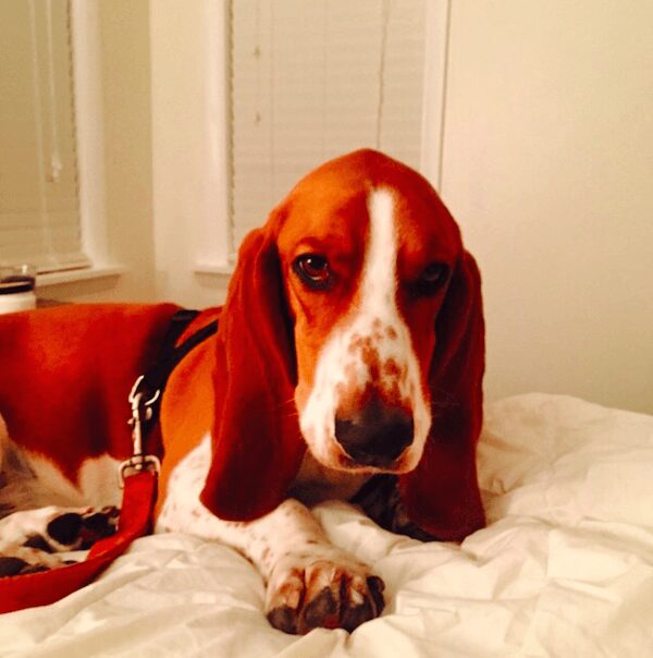 redhead_basset_hound_how_to_be_a_redhead