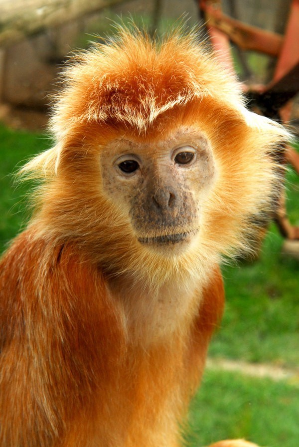 10 Animals That Prove They Can Rock It Like a Redhead Too — How to be a  Redhead - Redhead Makeup