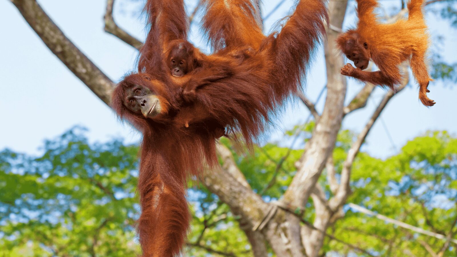 Red Hair in the Animal Kingdom