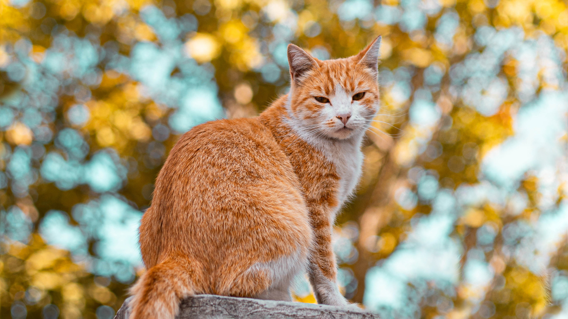 11 Photos of Ginger Cats To Celebrate National Cat Day 2023