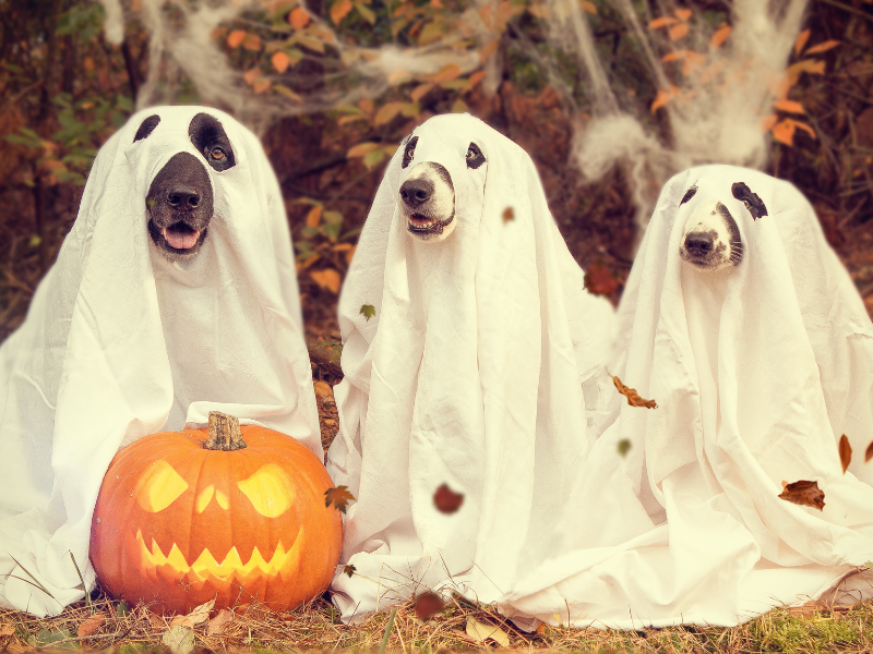 6 Halloween Costumes For Your Redhead Dog And Cat